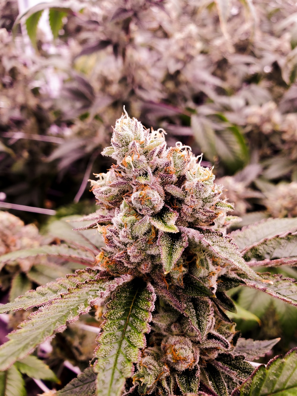 Why do people use CBD PRODUCTS?