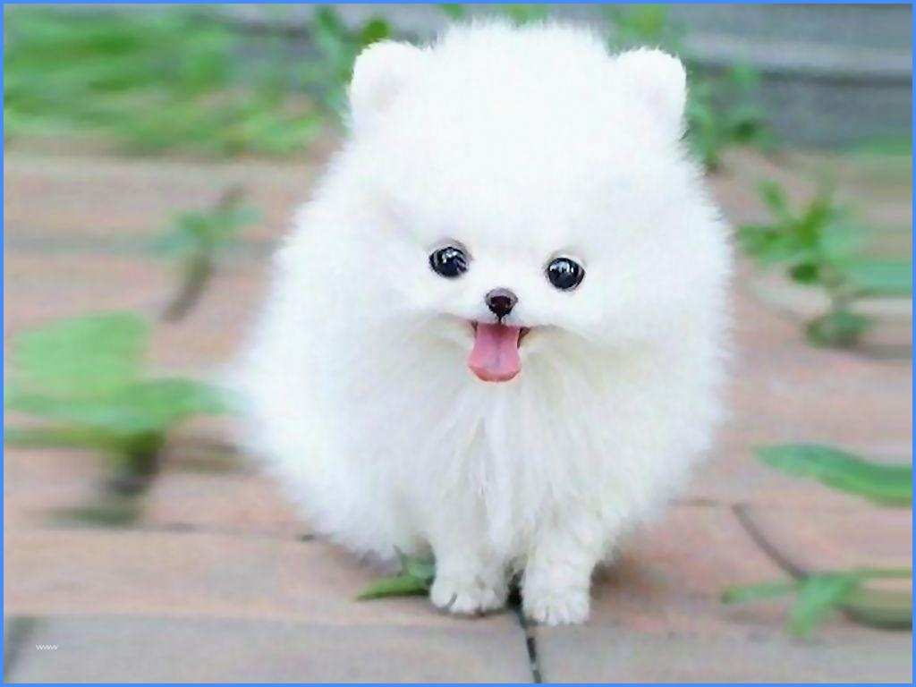 How To Select A Small Size Furry Friend?