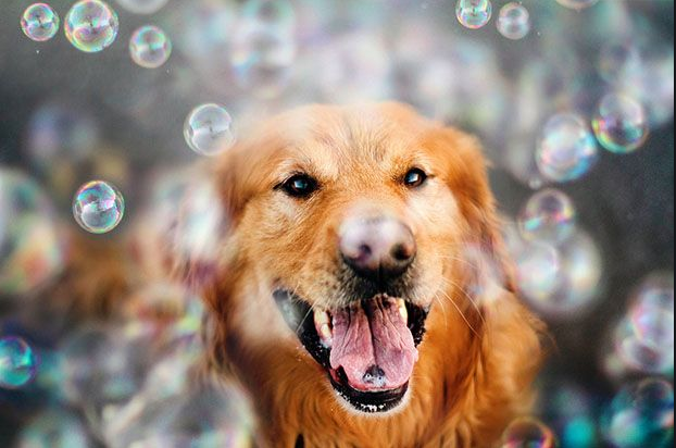 Find out what are the ways you can buy dog portraits online