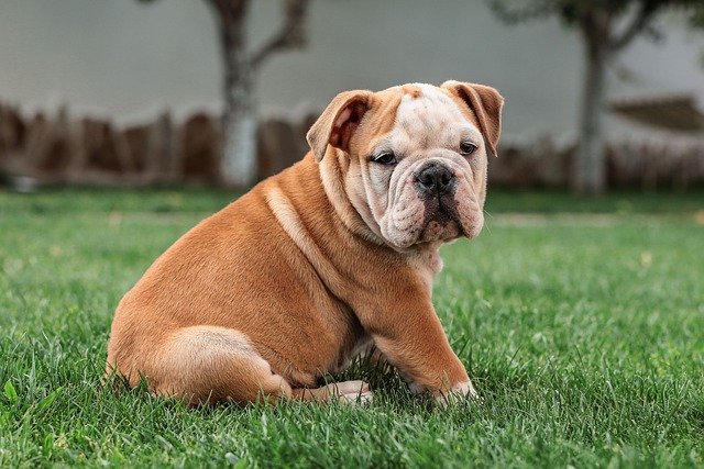 How To Choose Your Perfect Bulldog Puppy