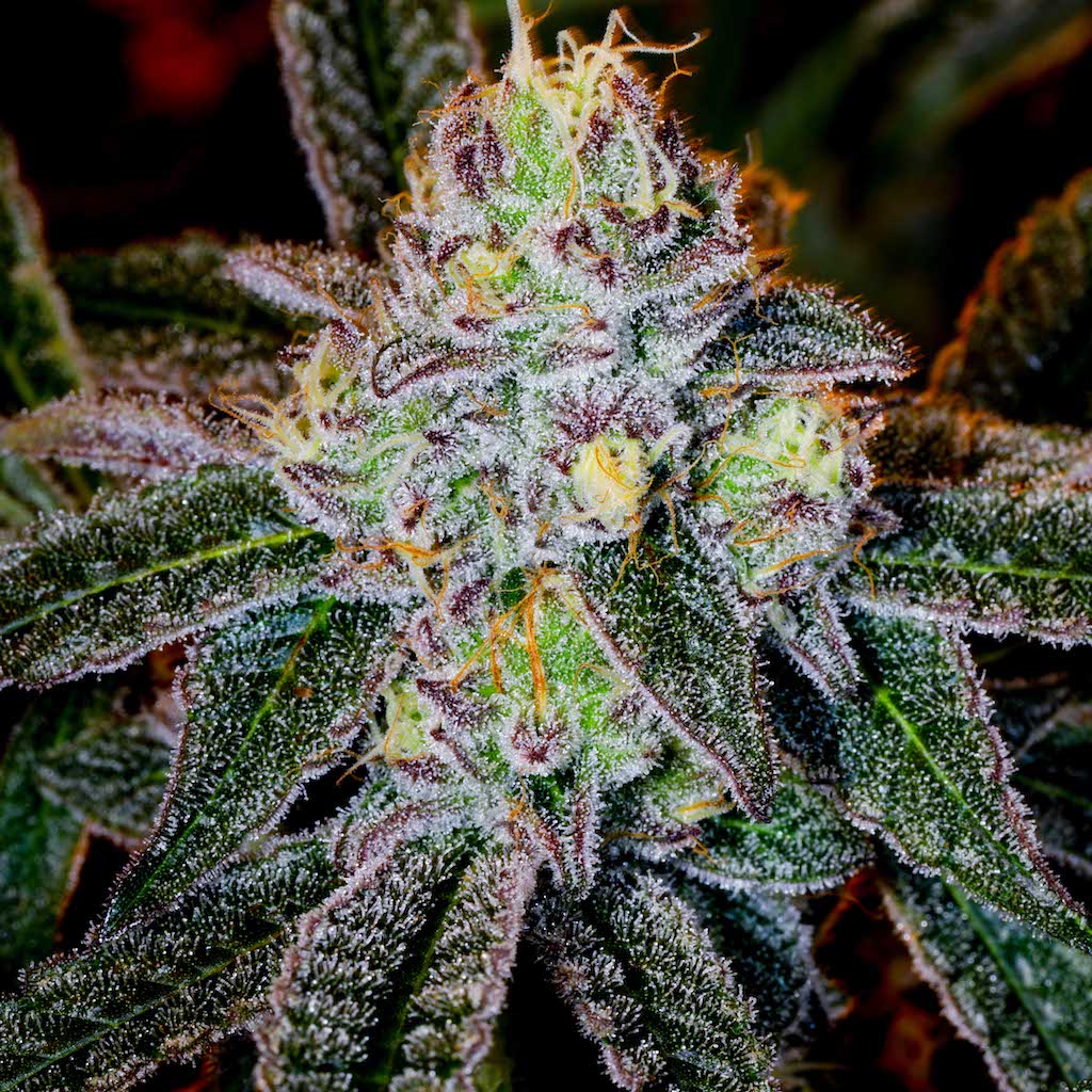 Understanding The New Drug Trend Better!