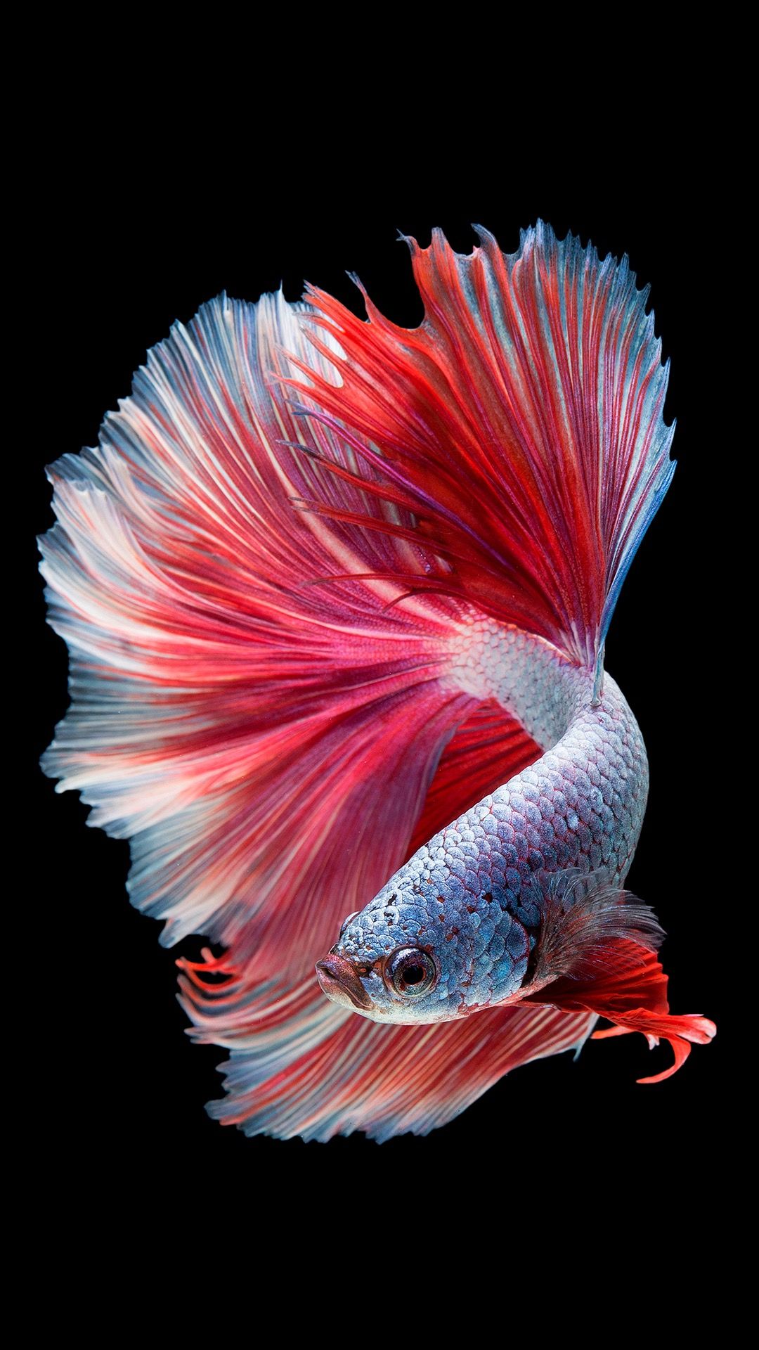 The Right Conditions For Effective Care Of Betta Fish