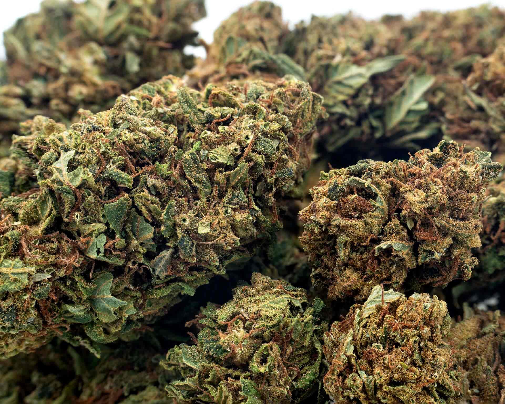 Absolute Nature CBD is a company that offers you premium CBD Flower