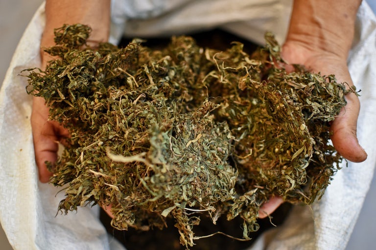 Interesting Unknown Facts About Cheap weed