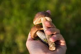 How can you reduce the smoking habit with the help of shrooms?