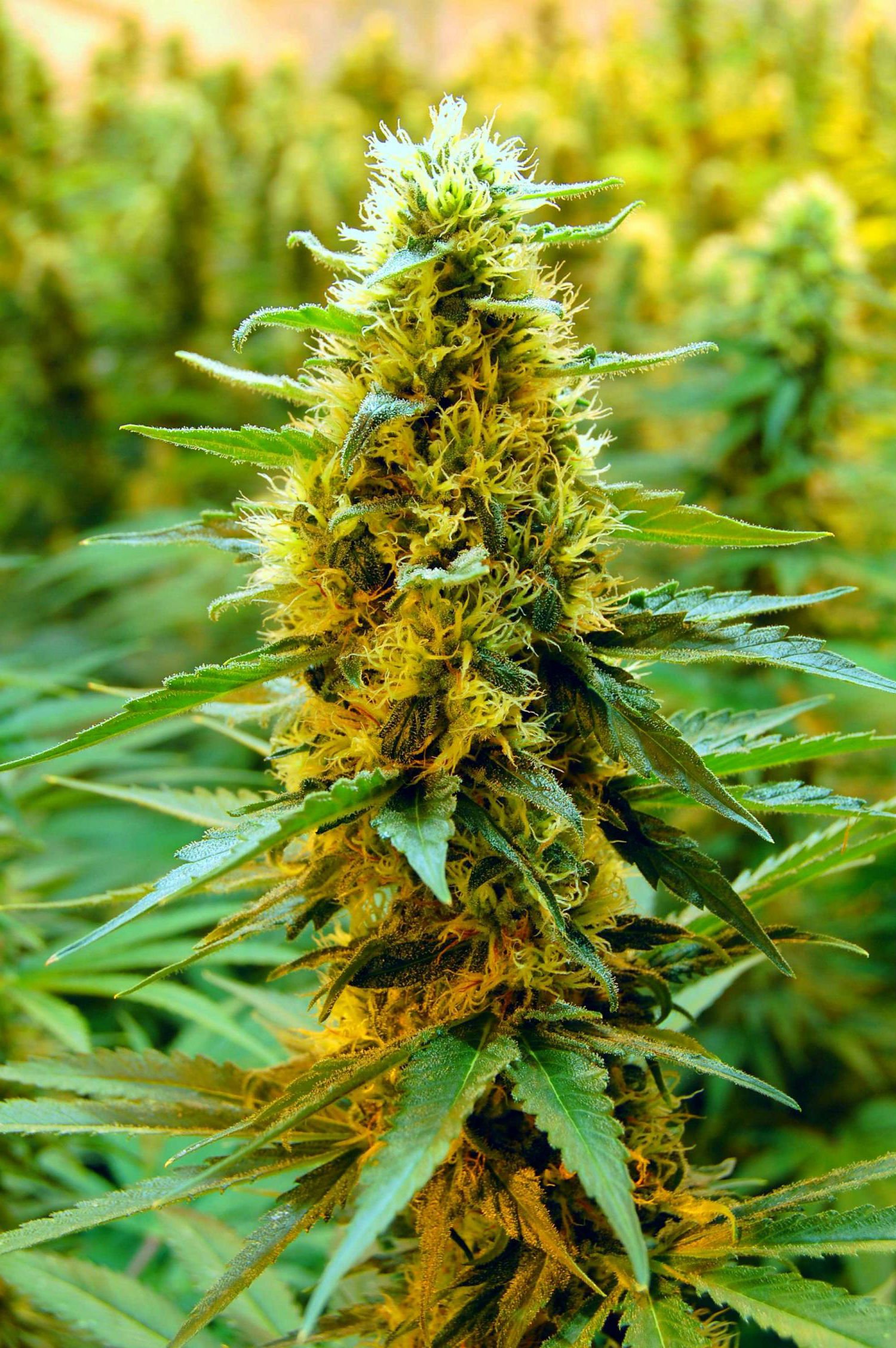 What are the ways to know about medical marijuana?