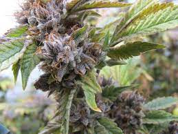 The effects of pot on the body