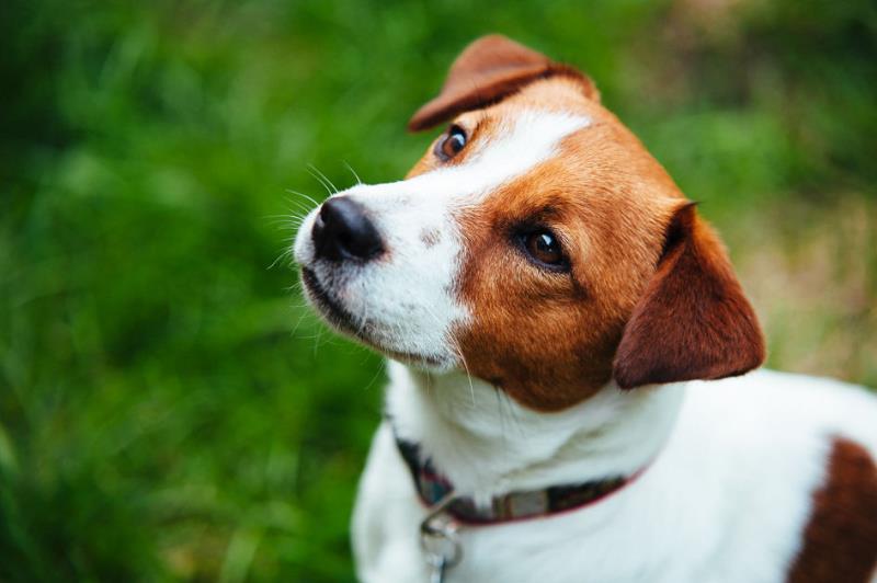 Expressing Some thing About Dog prices