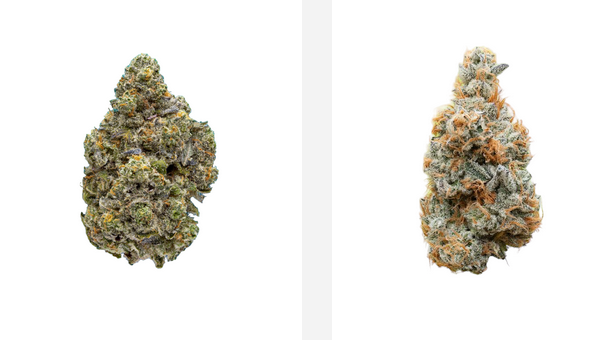 The way to Experience Greatest Advantages Of Your THCA Blossom