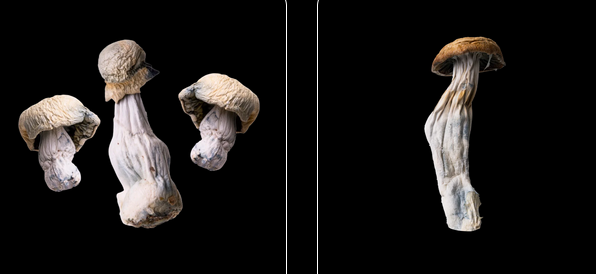 Buying Shrooms In DC?