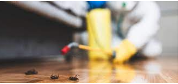 Say Goodbye to Pests: Proven Pest Removal Tactics