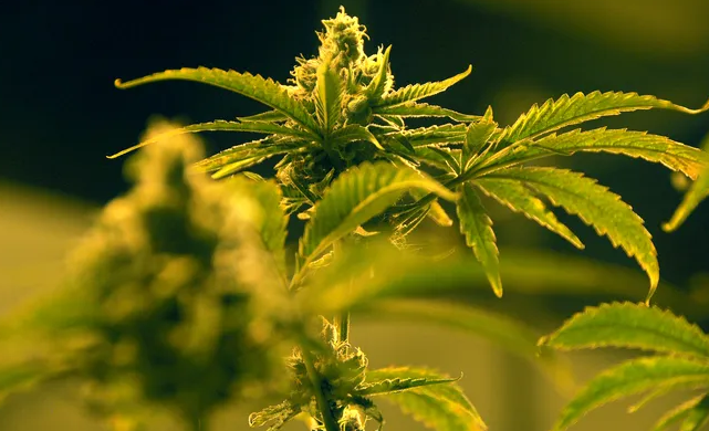 Get Weed Canada: Your Resource for Premium Marijuana Supplied